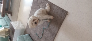 Une famille d'accueil pour mon chien Bingo