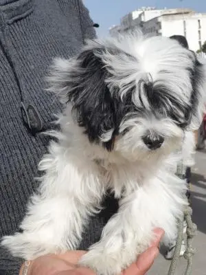 Bichon havanais