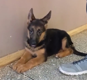 Vente chiot femelle berger allemand pedigrée