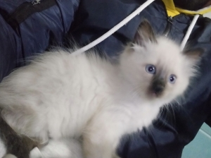 زواغة فاس zouagha