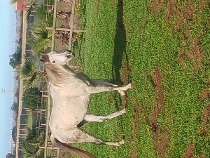 Jument 7 ans pur sang arabe pedigree