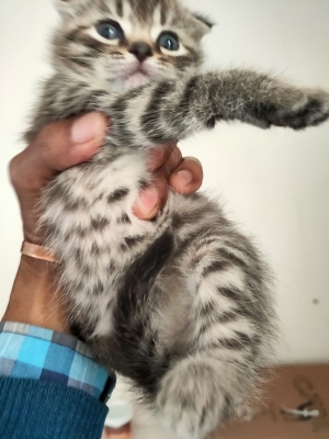 Chat scottish straithg et fold