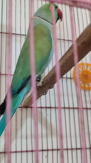 Perruche a collier wajed