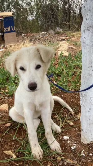 Chien pour adoption gratuit