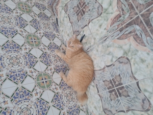 قط غير معقم