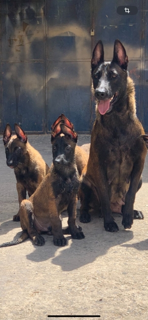 Chiot malinois pure à vendre