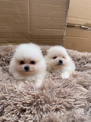 Spitz Pomeranien 🔥