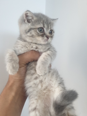 Des Chatons Scottish Straight & Fold Disponible