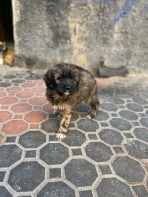 Chiots Morkies a vendre