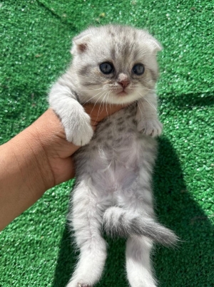 Chatton Scottish fold and straight