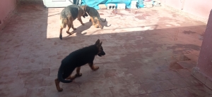 Chiots berger allemand