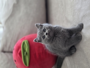 Chatton scottish straight lilac