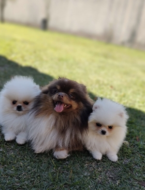 Spitz Pomeranian parents pedigree