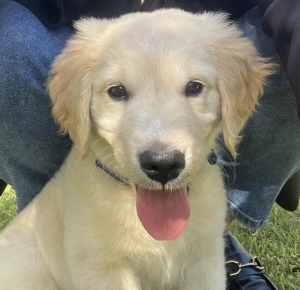 Golden Retreiver
