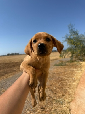 Labrador pure race vacciné