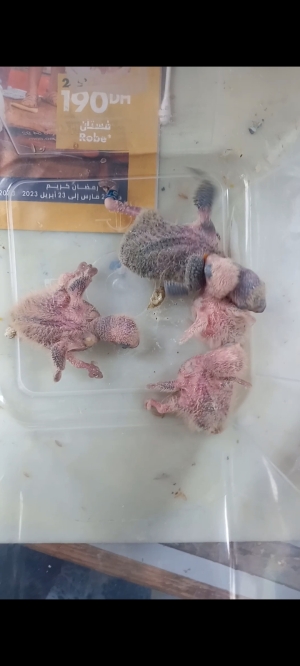 inséparables pour le dressage