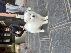 Samoyed