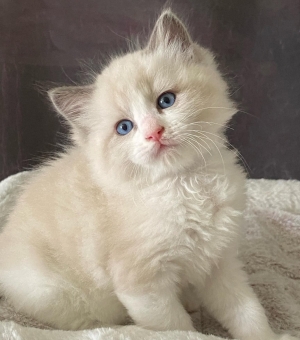 Ragdoll chaton