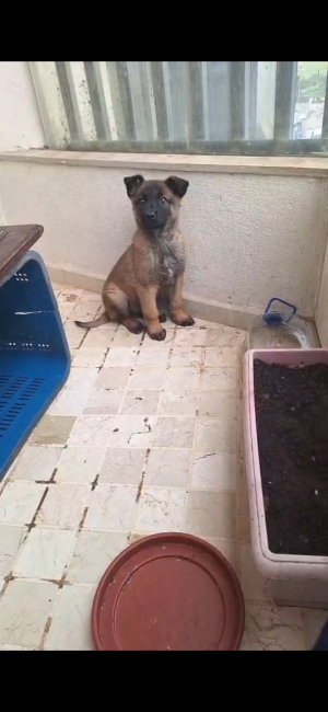 Berger belge malinois