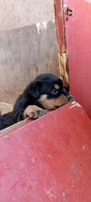 Chiot Rottweiler