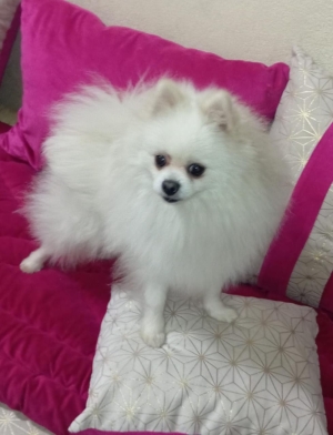 Chiots spitz pommeranian