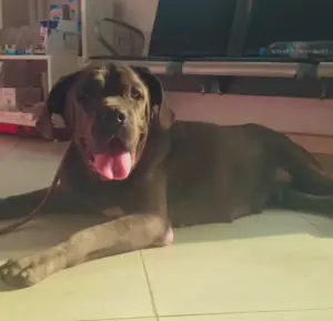 Femel cane corso 18 mois