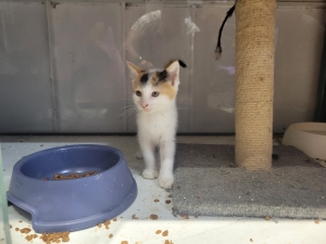 Chat sibérien en adoption gratuite