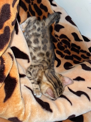bengal bébé