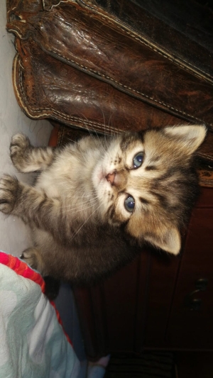 Chatons a robe Norvégienes gratuit ! 🐾