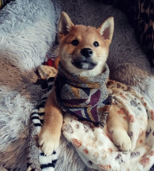 Disponibles magnifiques chiots shiba inu