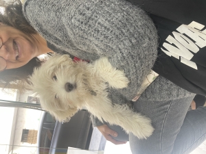 Bichon maltais vacciné