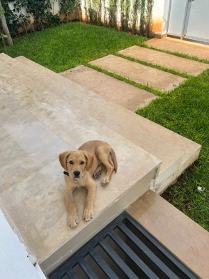 Golden retriever mâle de 4 mois. Vacciné