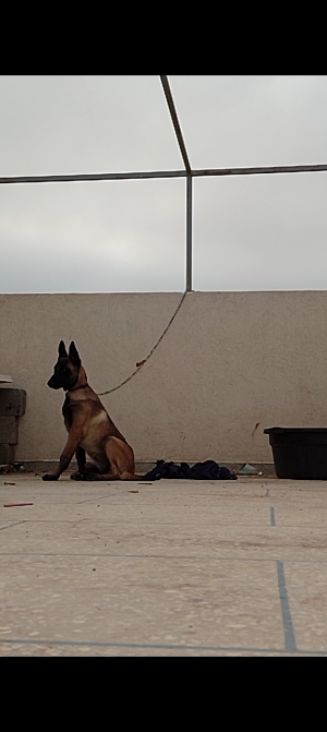 Maniloi charbonner avec carnet de vaccination