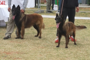 Berger Belge tervueren