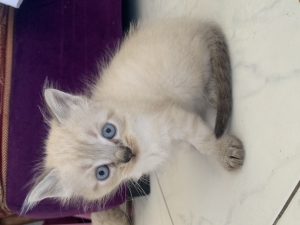 Chats siamois tigrés