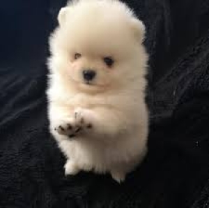 Spitz pomeranian nain