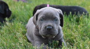 Cane Corso 🇮🇹