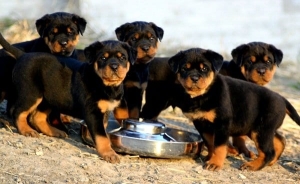 Chiots rottweiler pedigree