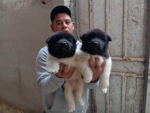 Disp chiot akita american