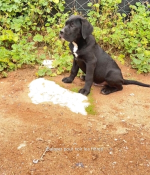 Cane corso