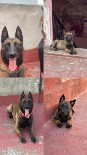 Chiot Malinois pedigree