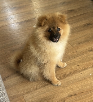 Sptiz cherche une nouvelle famille !