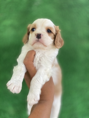 Cavalier King Charles