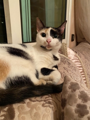 Chat Affectueux Cherche une Nouvelle Famille