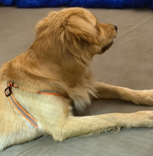 Golden retriever
