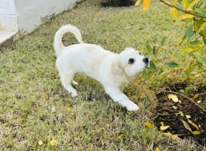 Adorable chiot mix a vendre