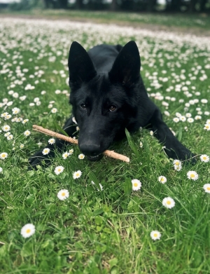 Malinois noir mexicain