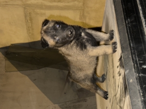 Malinois charbonnier