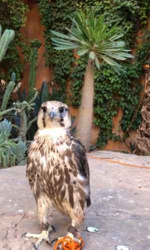 Faucons de Race Pure – Exceptionnels et Bien Dressés