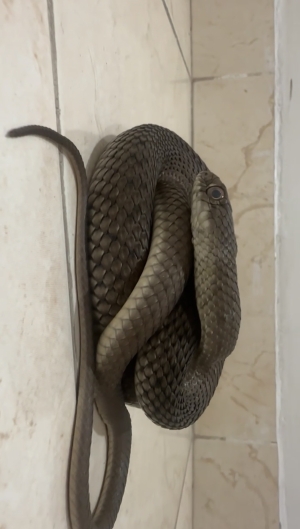 Couleuvre noir